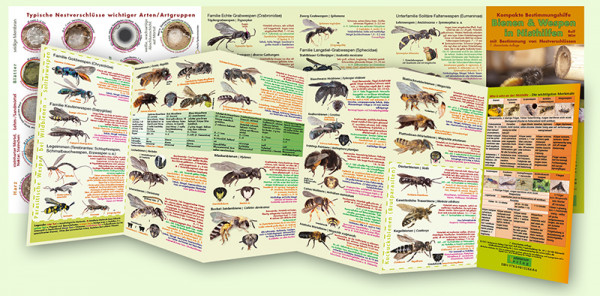 Bestimmungshilfe Wildbienen & Wespen in Nisthilfen